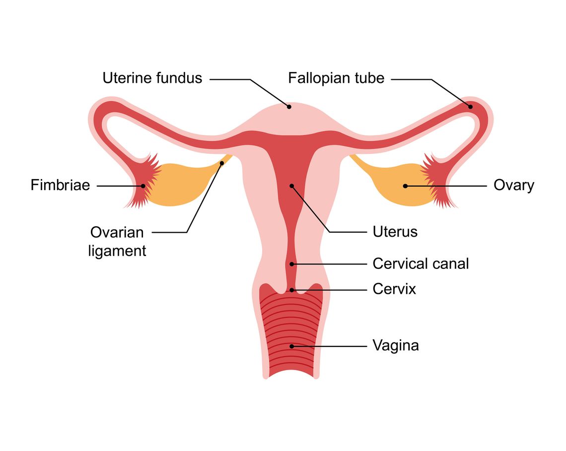 A diagram of the female reproductive system shows, from left, fimbriae; the ovarian ligament; the uterine fundus, uterus, cervical canal, cervix and vagina; the ovary, and the fallopian tube. 