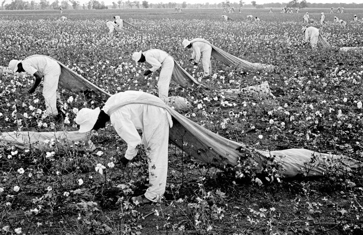 Prisoners from the Ferguson Unit picking cotton outside of Huntsville, Texas, in 1968. The unit was named after James E. Ferguson, a governor in the 1910s with a troubled record of condoning  anti-Mexican violence. 