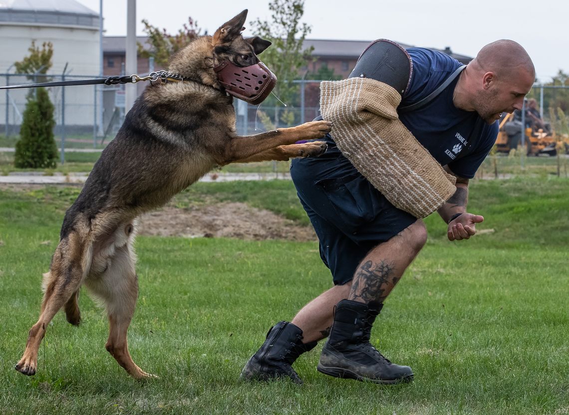 A dog lunges at a man acting as a decoy during training at Vohne Liche Kennels in Indiana. 